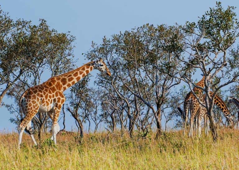 21 Facts About Rothschild’s Giraffe: Part of the Nubian Giraffe Subspecies