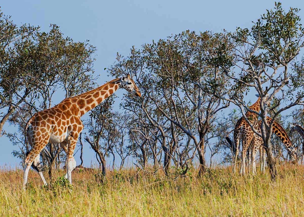 Rothschilds Giraffe Uganda