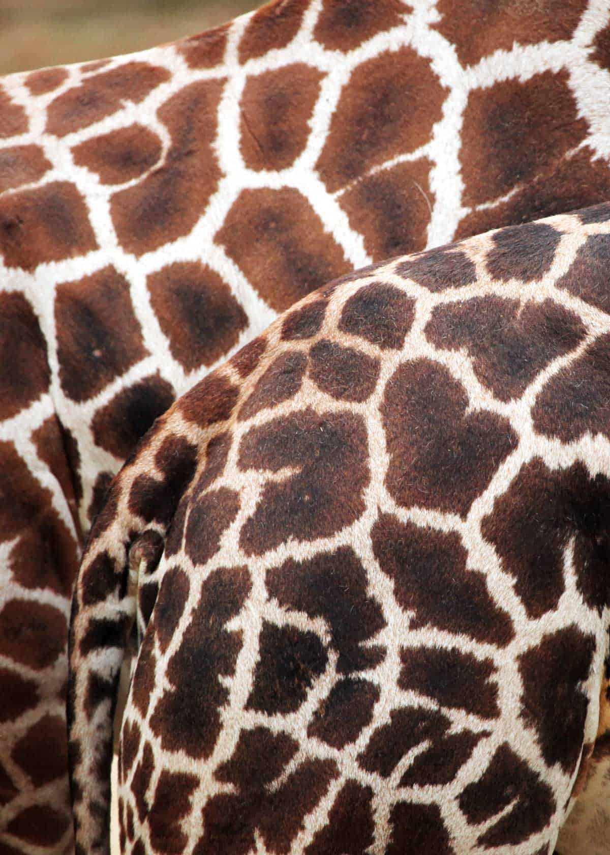 Rothschilds Giraffe pattern