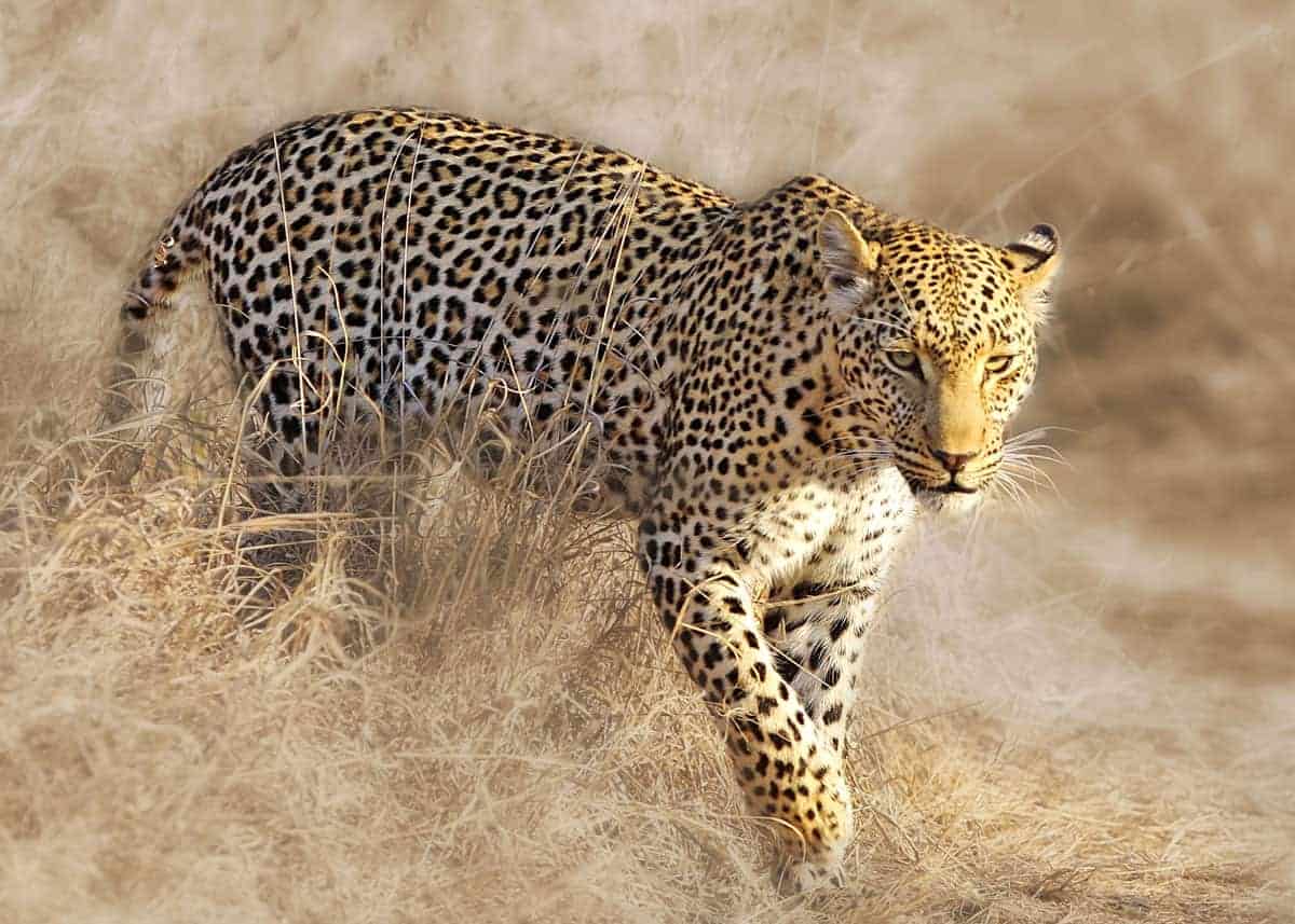 African leopard facts