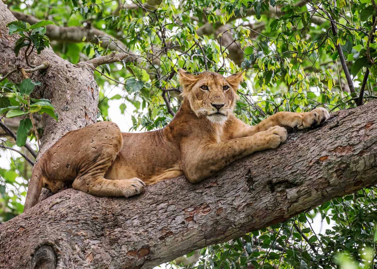 African lion in a tree