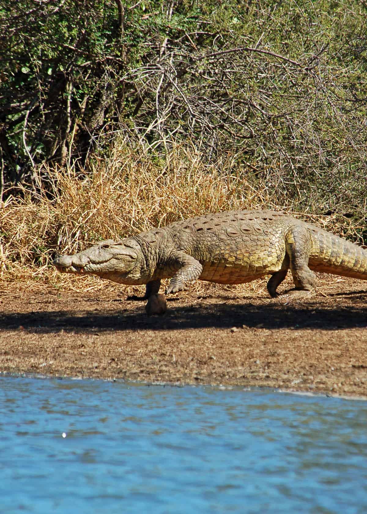African Nile crocodile
