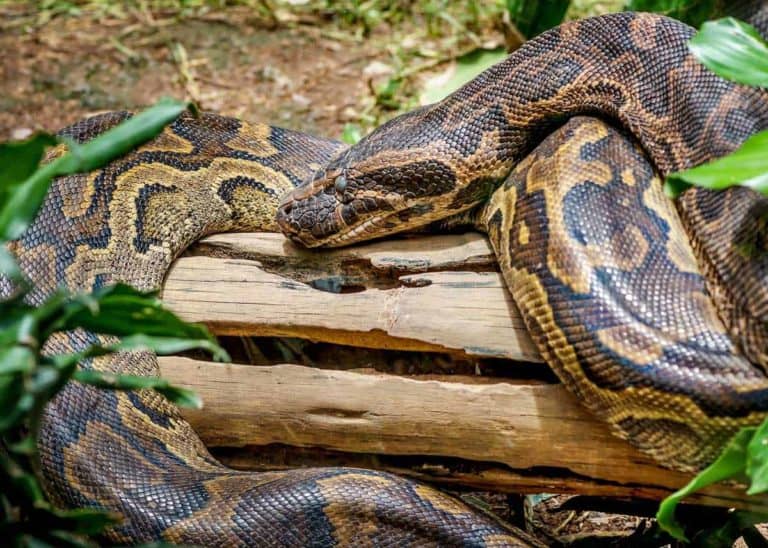 31 African Rock Python Facts (Both Species) Africa’s Largest Snake