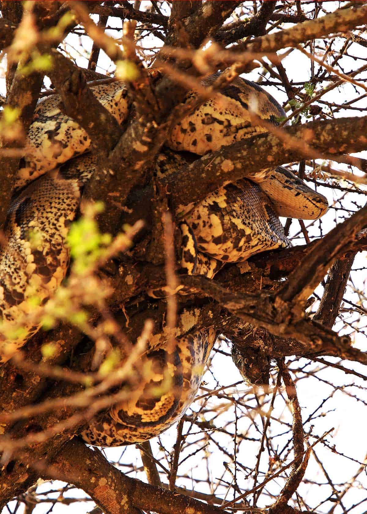 African Rock Python in a tree