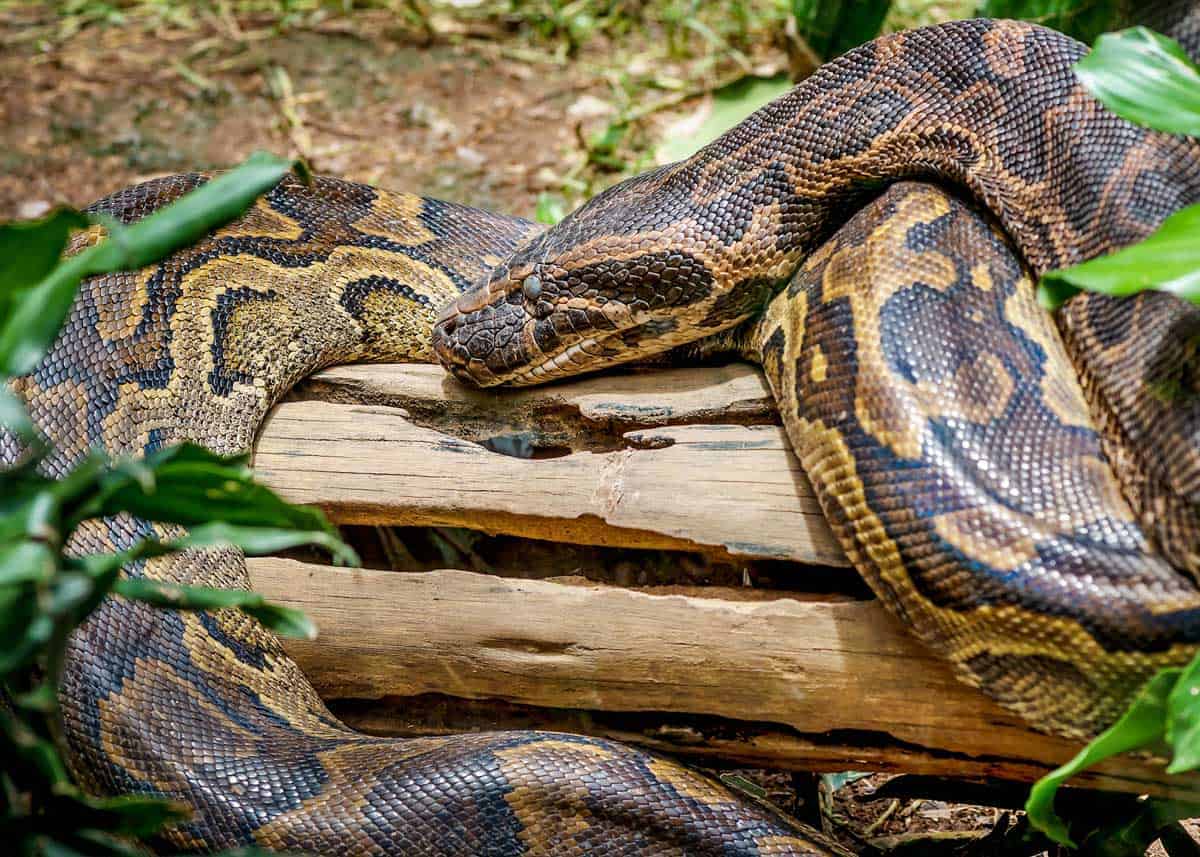 Africa Python