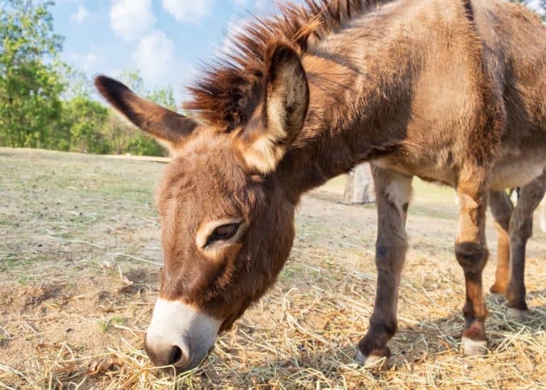 27 Cute Miniature Donkey Facts (Photos, History, Size, Cost, Pets)