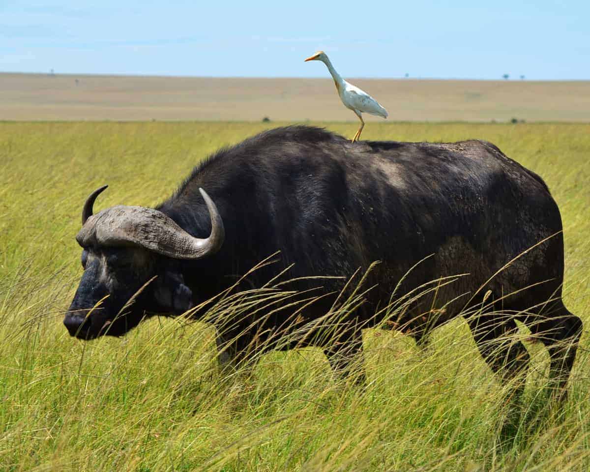 Are cape buffalo dangerous