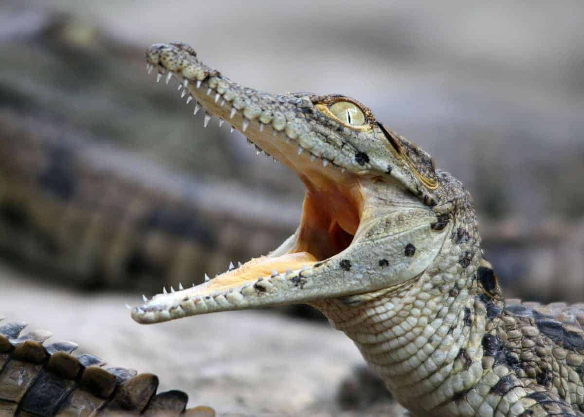 Baby Nile crocodile