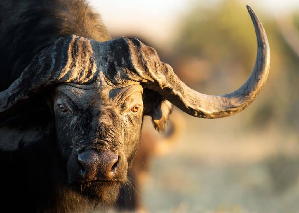 Cape buffalo facts