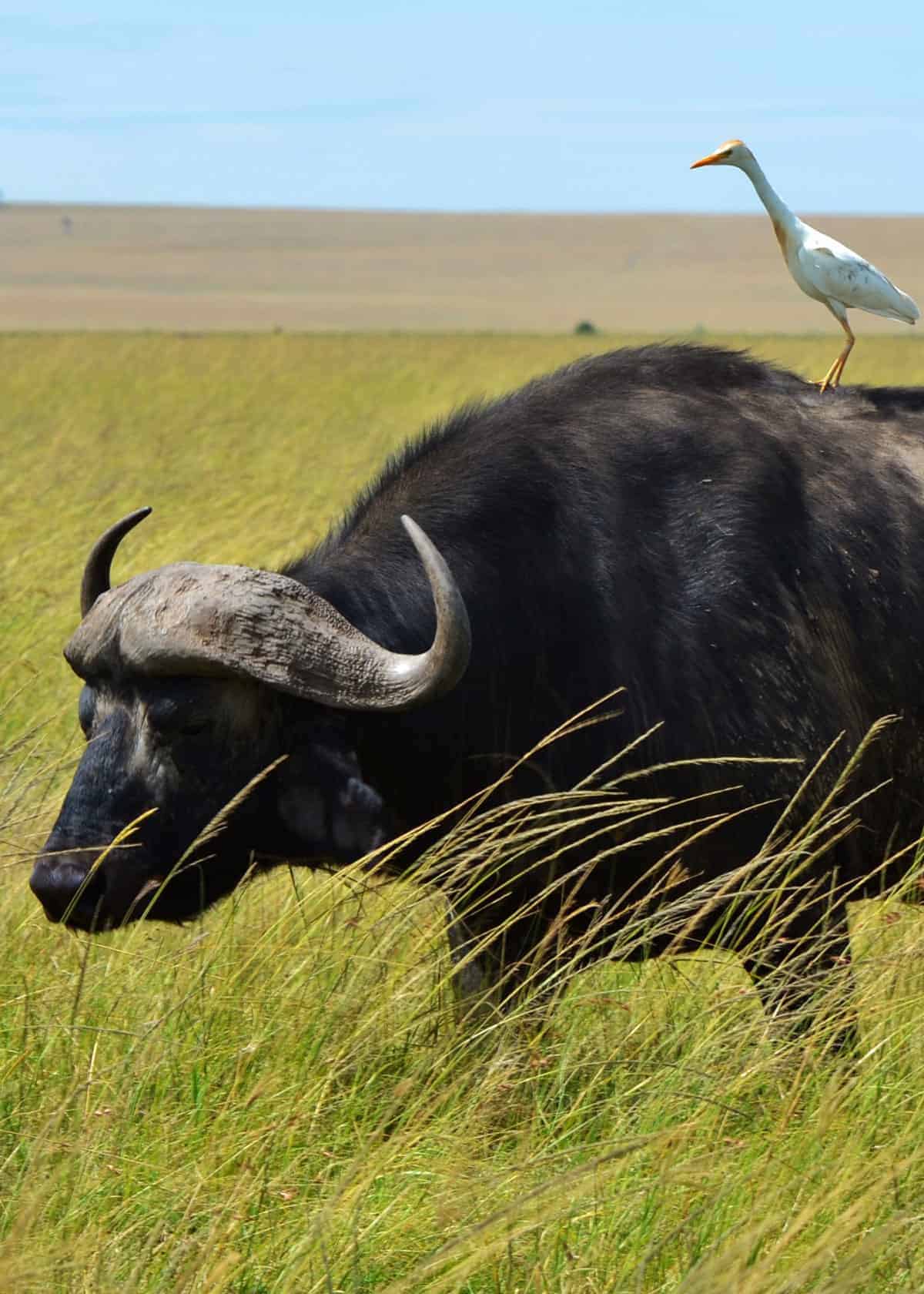 Cape buffalo with egret