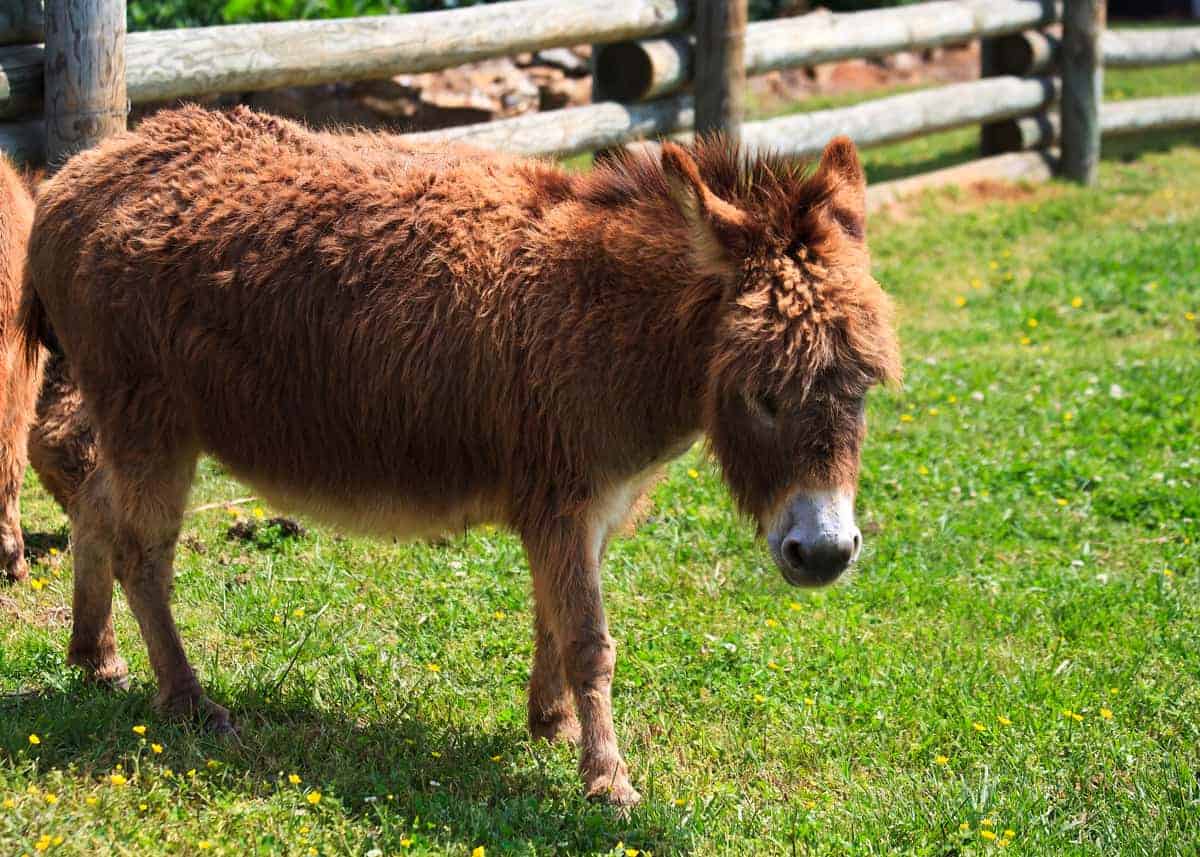 cute miniature donkey facts