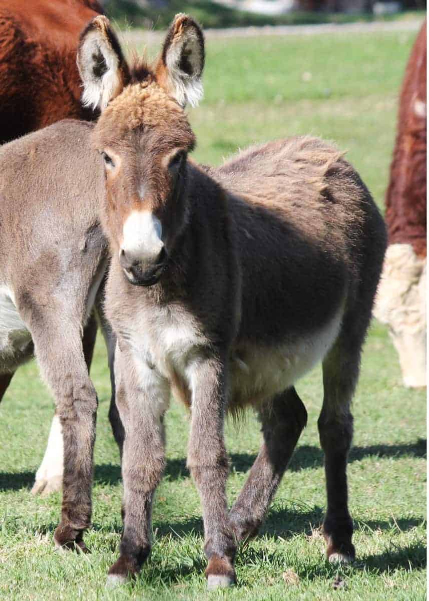 baby miniature donkey