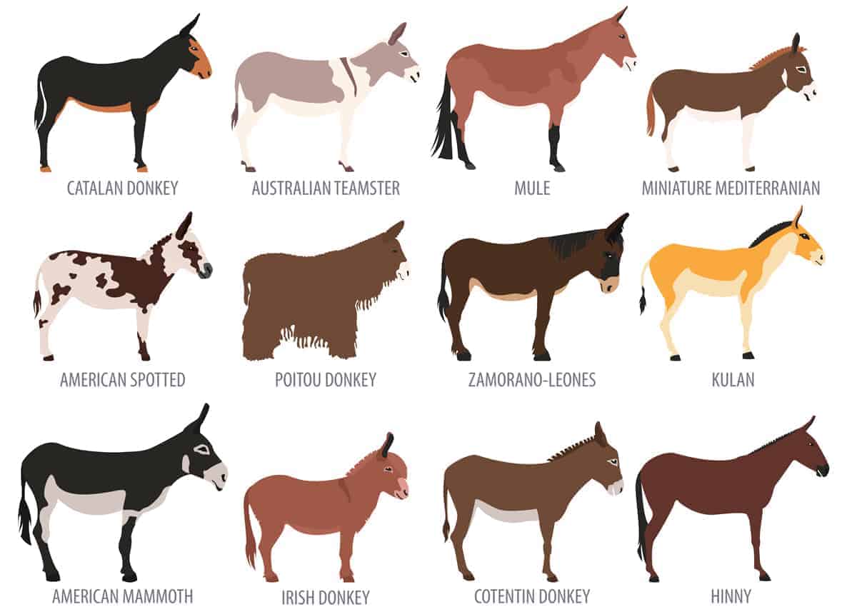 donkey breeds chart including miniature donkey