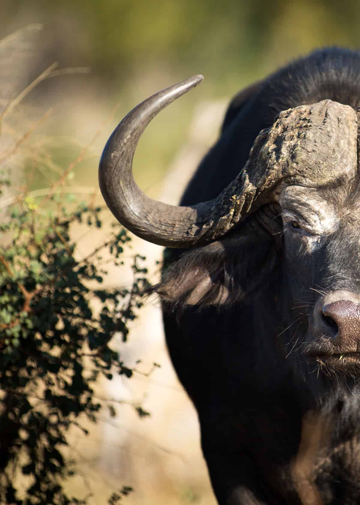 23 African Cape Buffalo Facts (Syncerus caffer) | Storyteller Travel