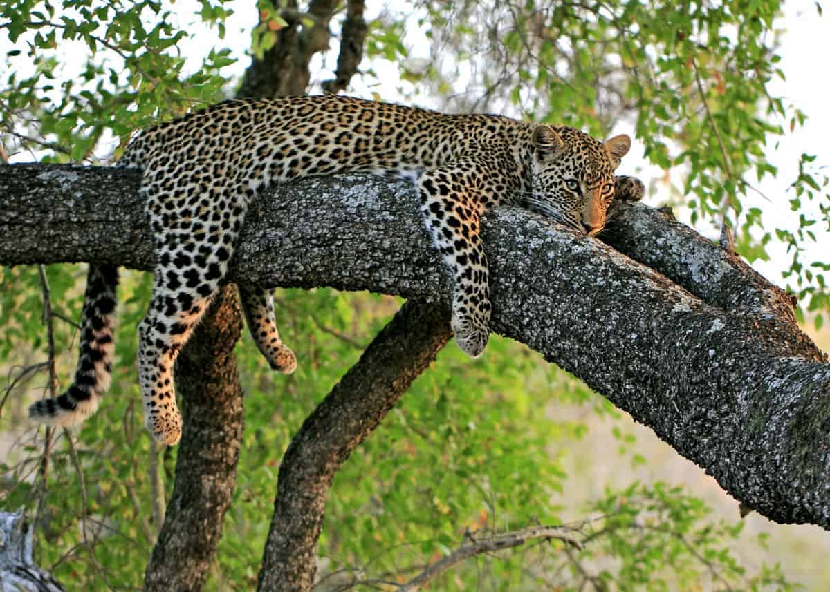 Facts about African leopards