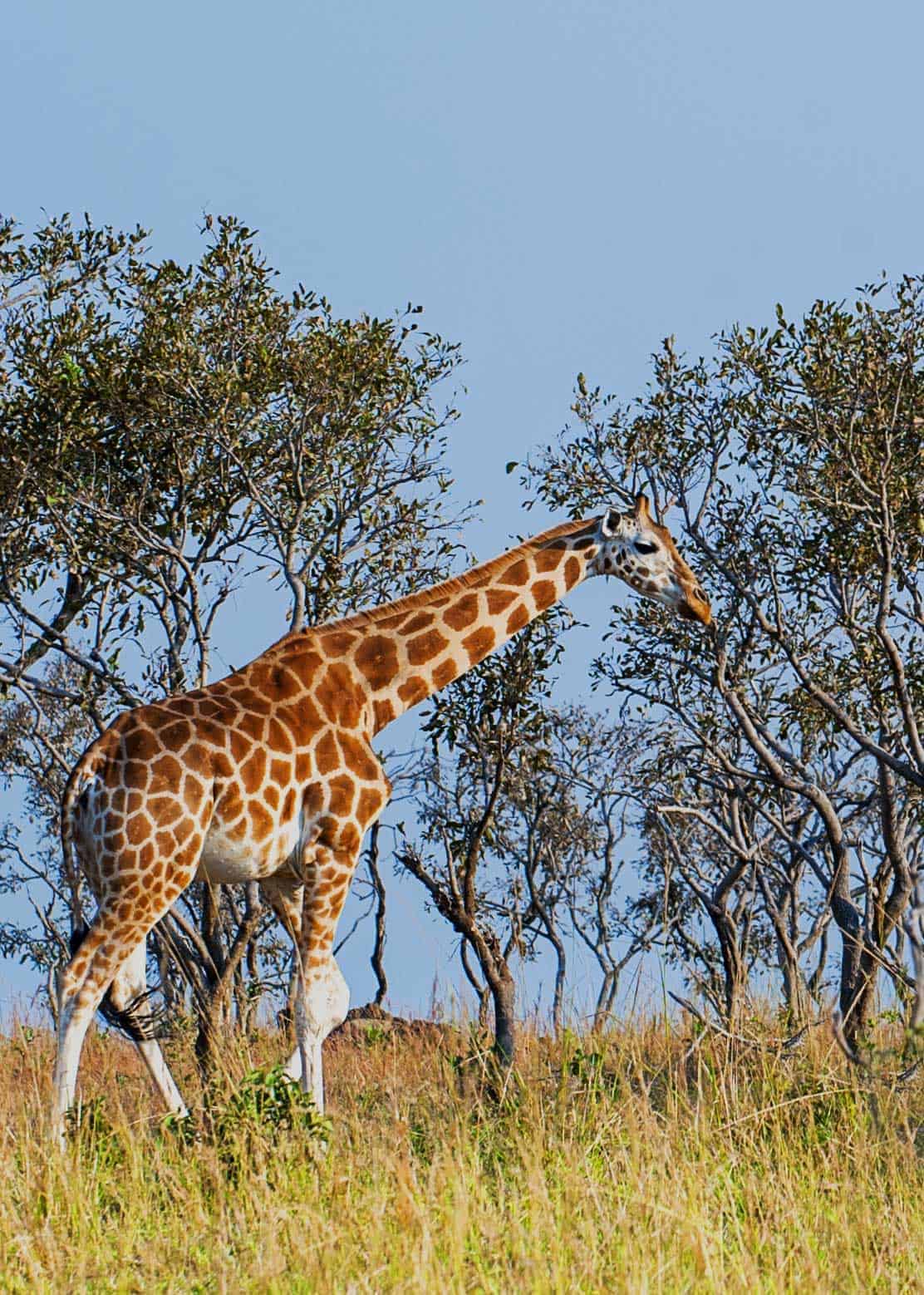 Giraffes in Uganda