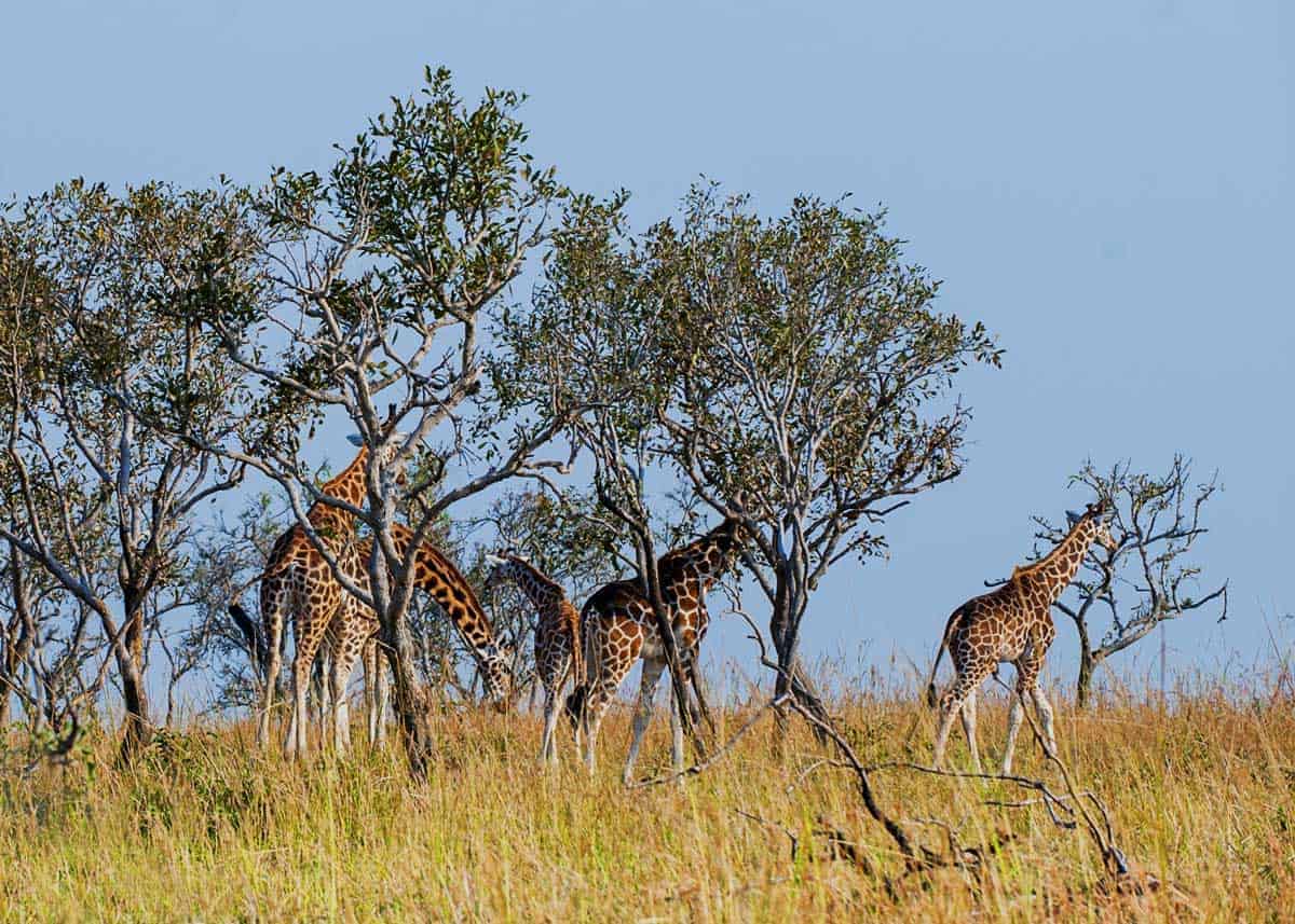 Grazing tower of giraffes