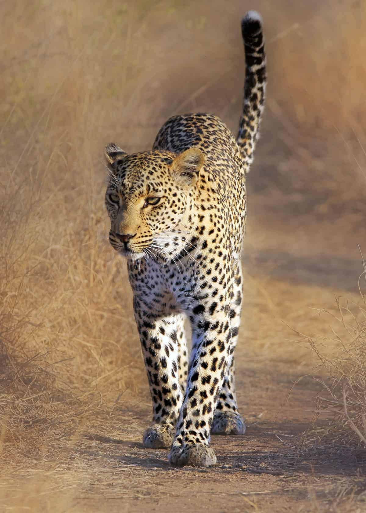 Leopard facts