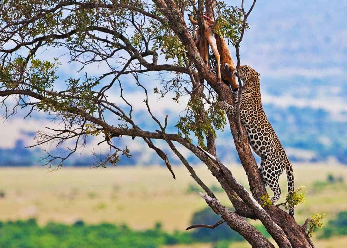 Leopard hiding kill in tree