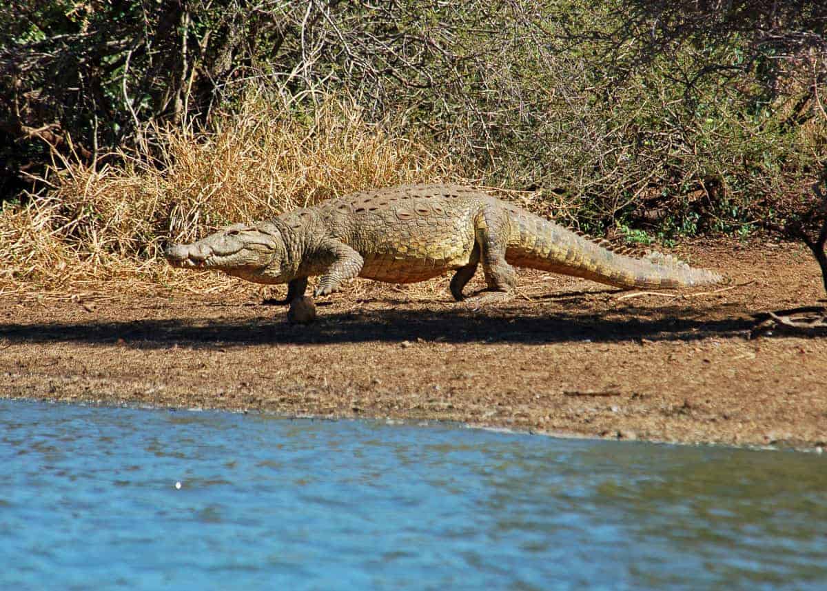 Nile crocodile facts