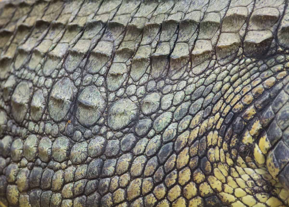 Nile crocodile skin pattern