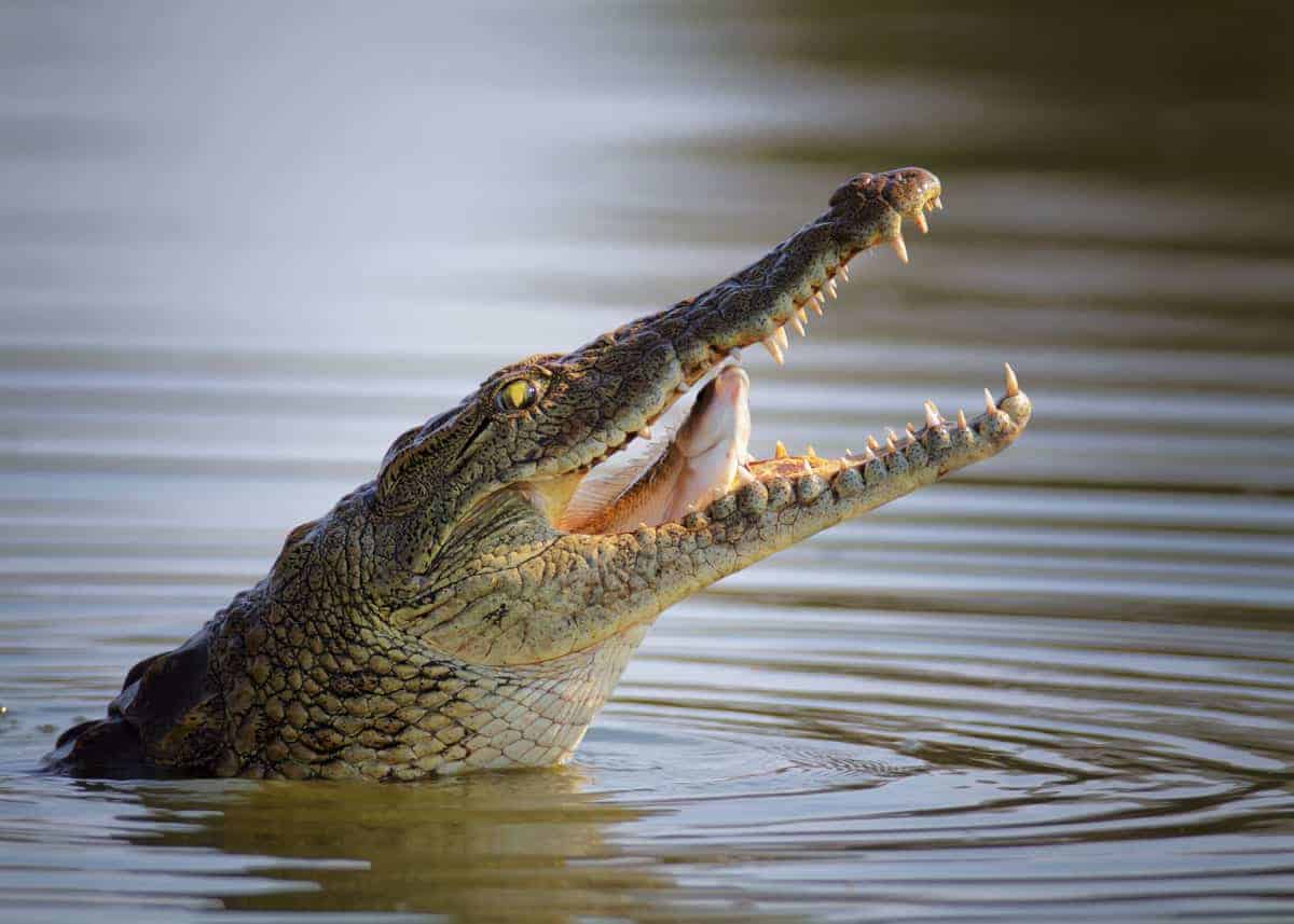 The Crocodiles of the Nile