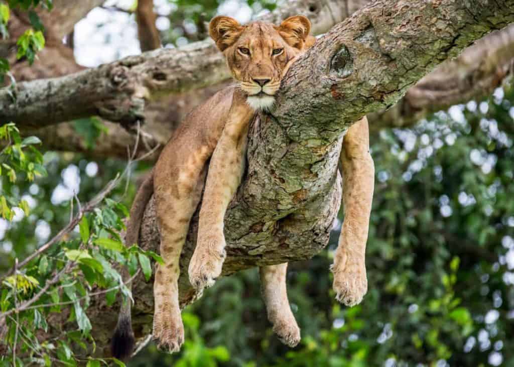 Tree climbing African lion