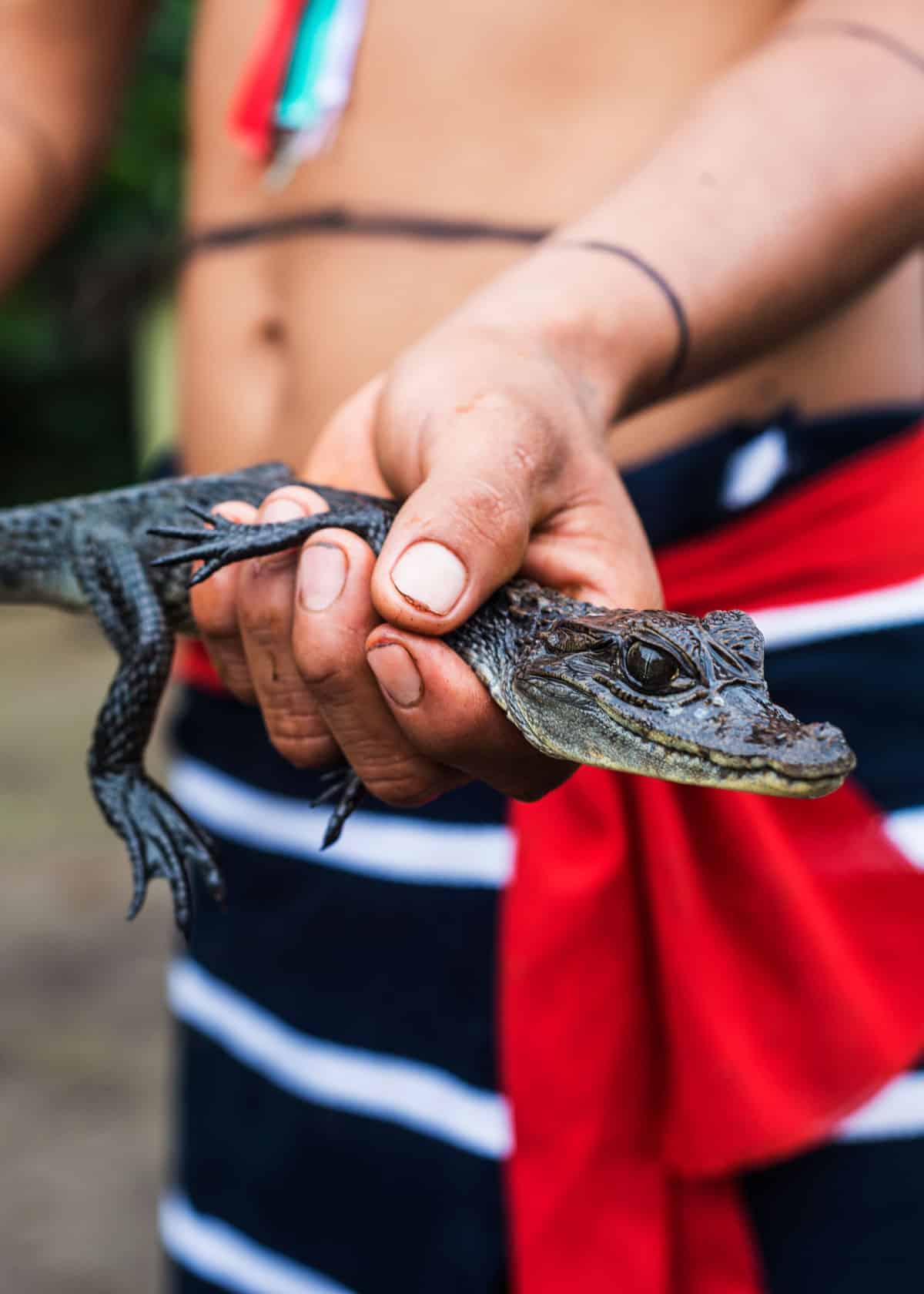 Black caiman in Ecuador