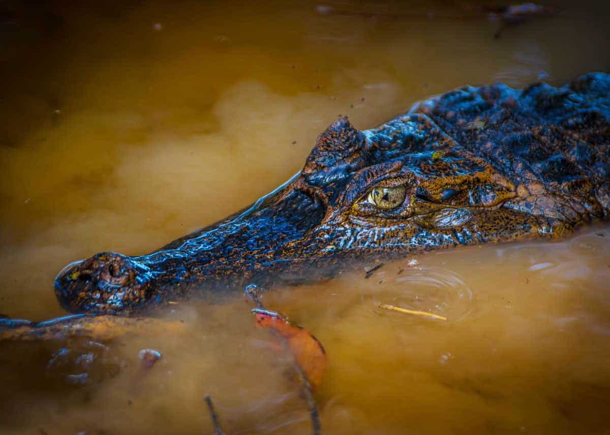 Black caiman habitat