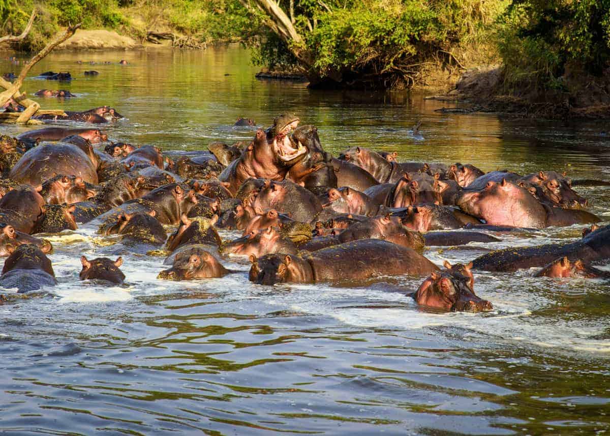 Bloat of hippopotamuses