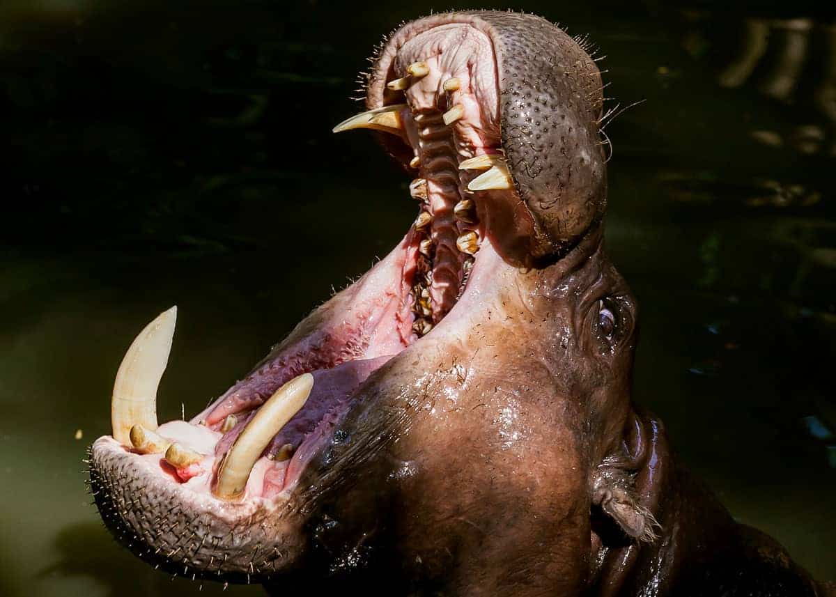 Do hippos have teeth
