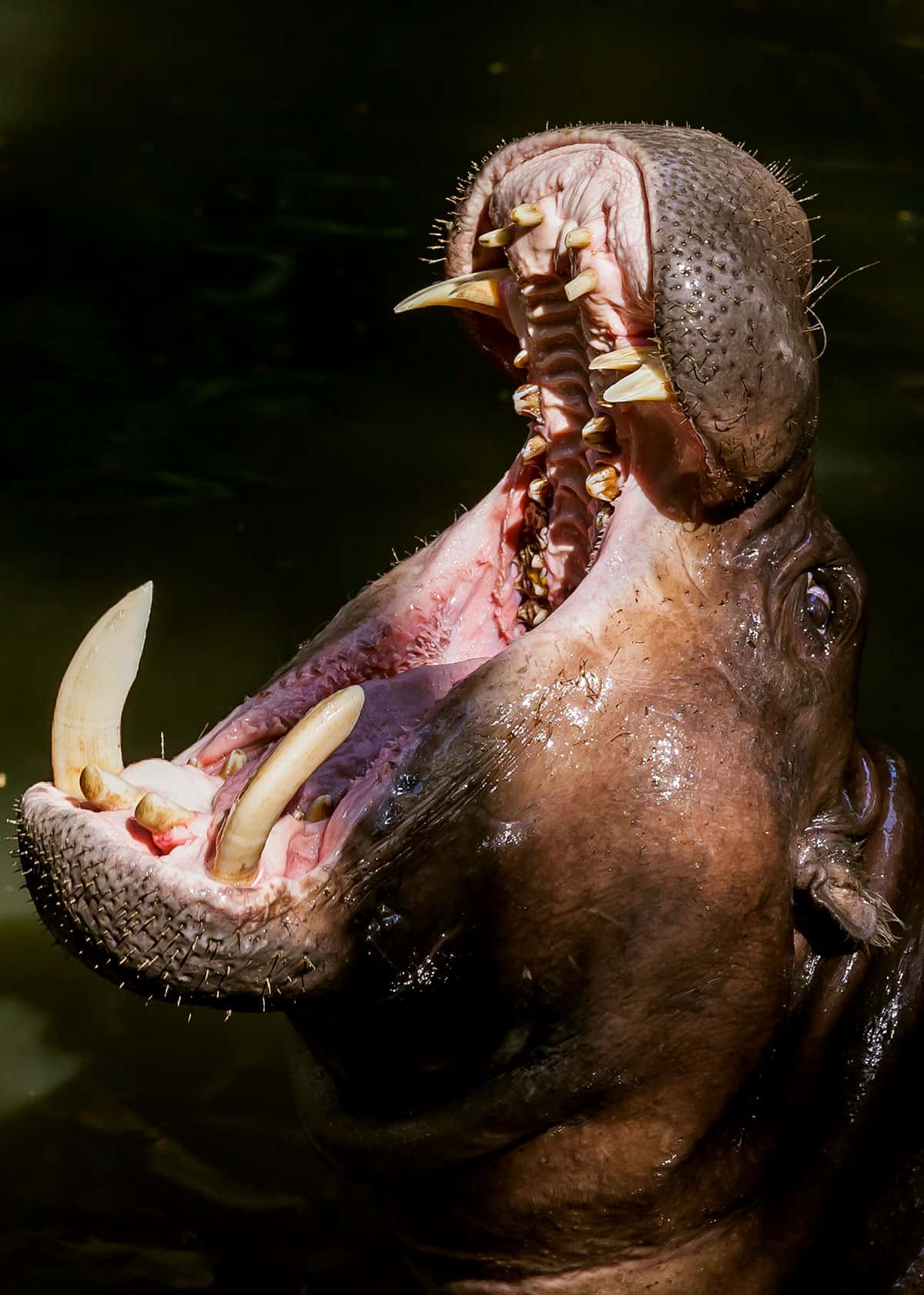 Do hippos have tusks