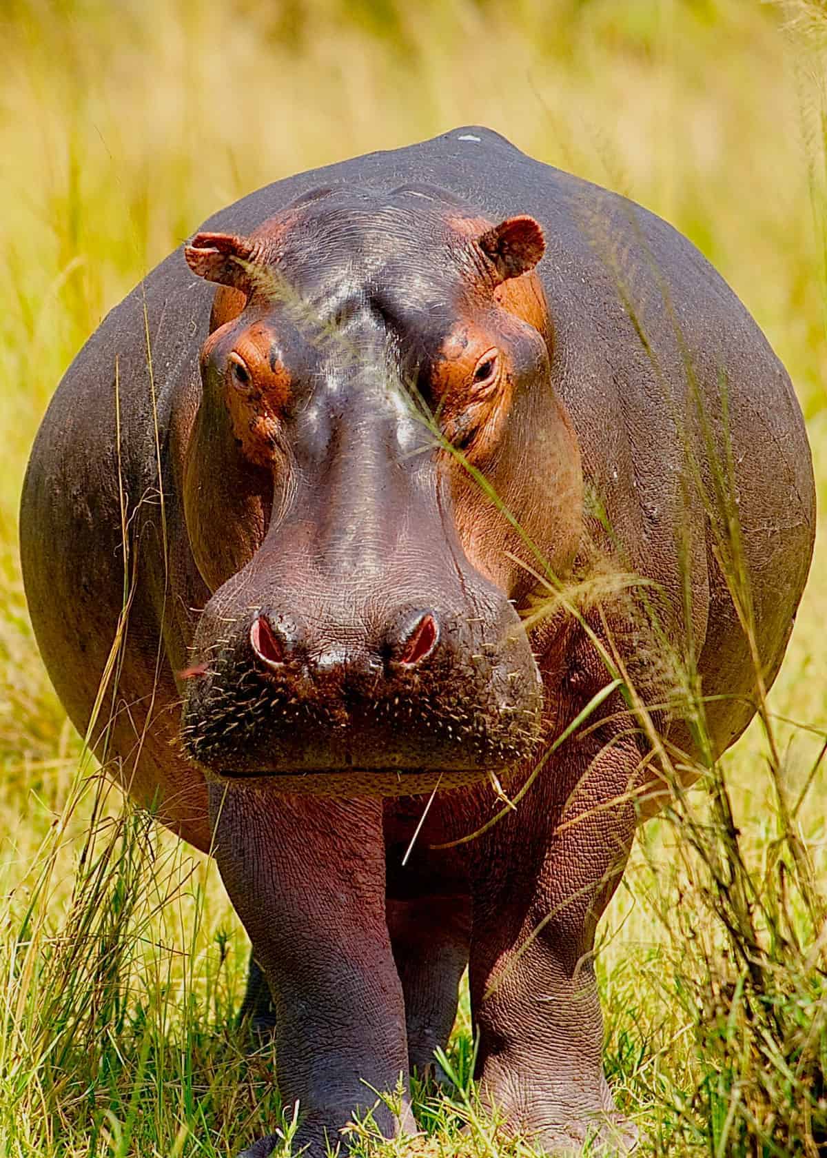 hippopotamus habitat