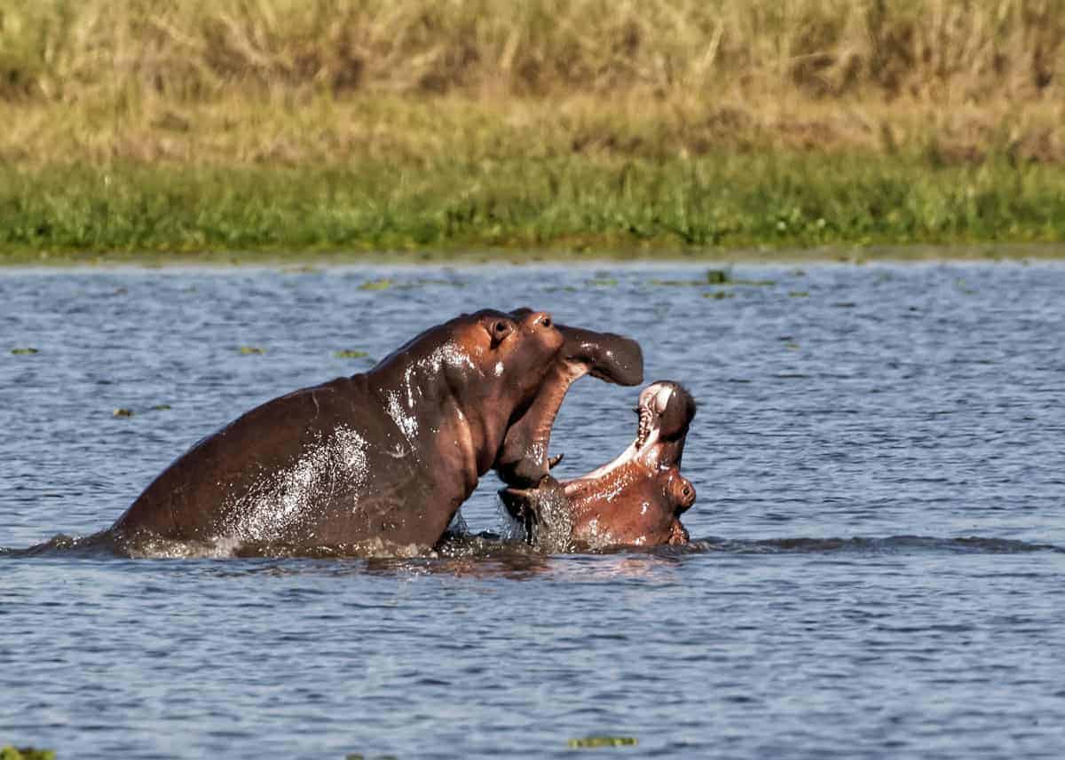 Fighting bull hippos