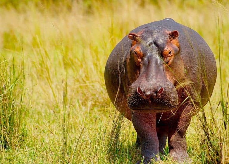 57 Huge Hippo Facts: Complete Guide to the Massive Hippopotamus