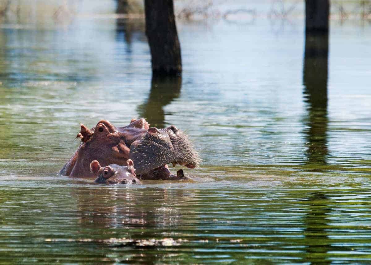 Hippo with baby calf