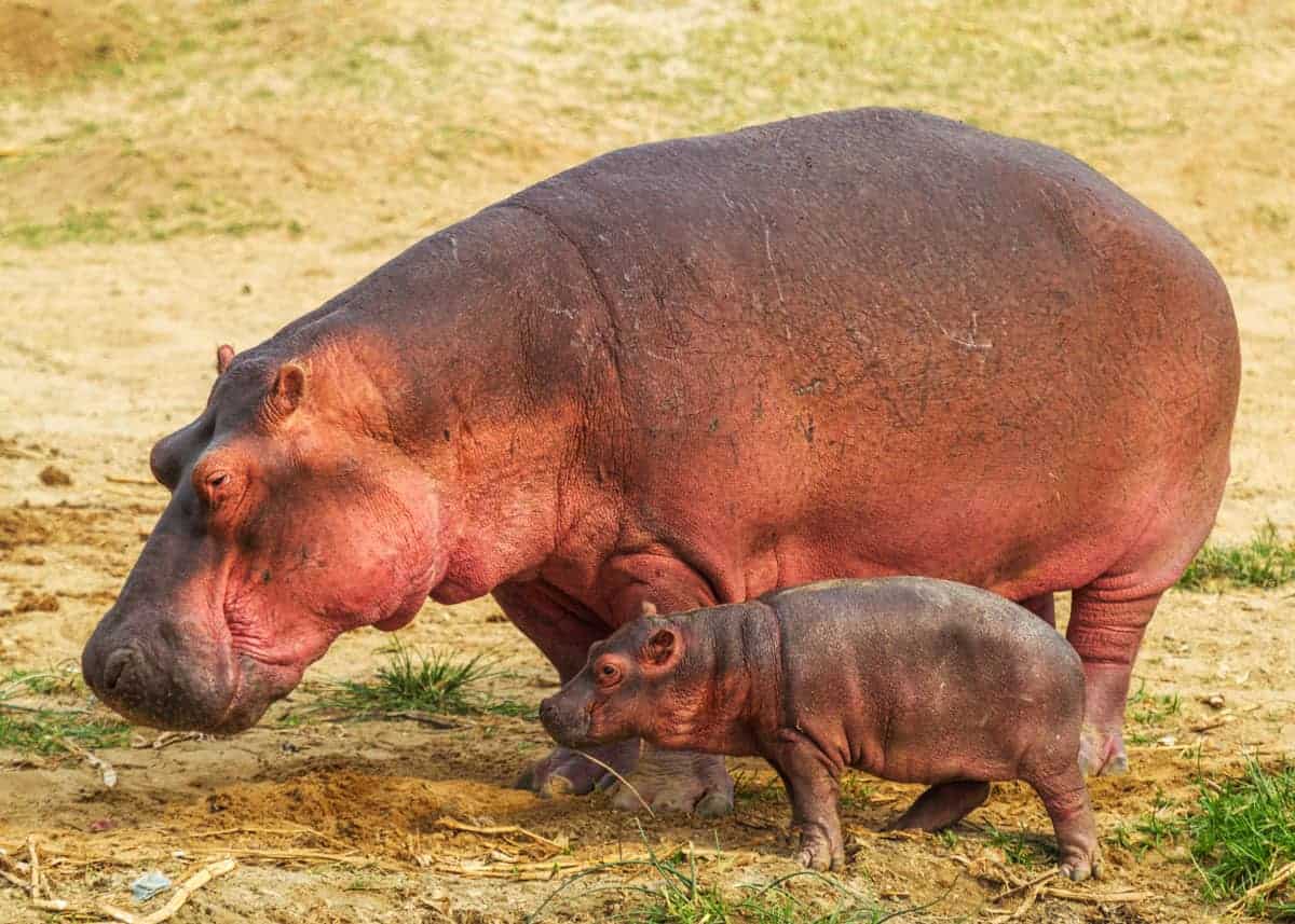 How often do hippos give birth?