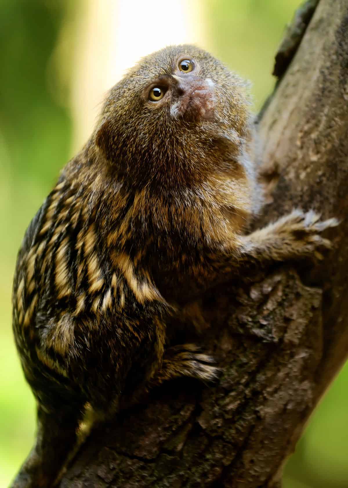 Pygmy marmoset Ecuador