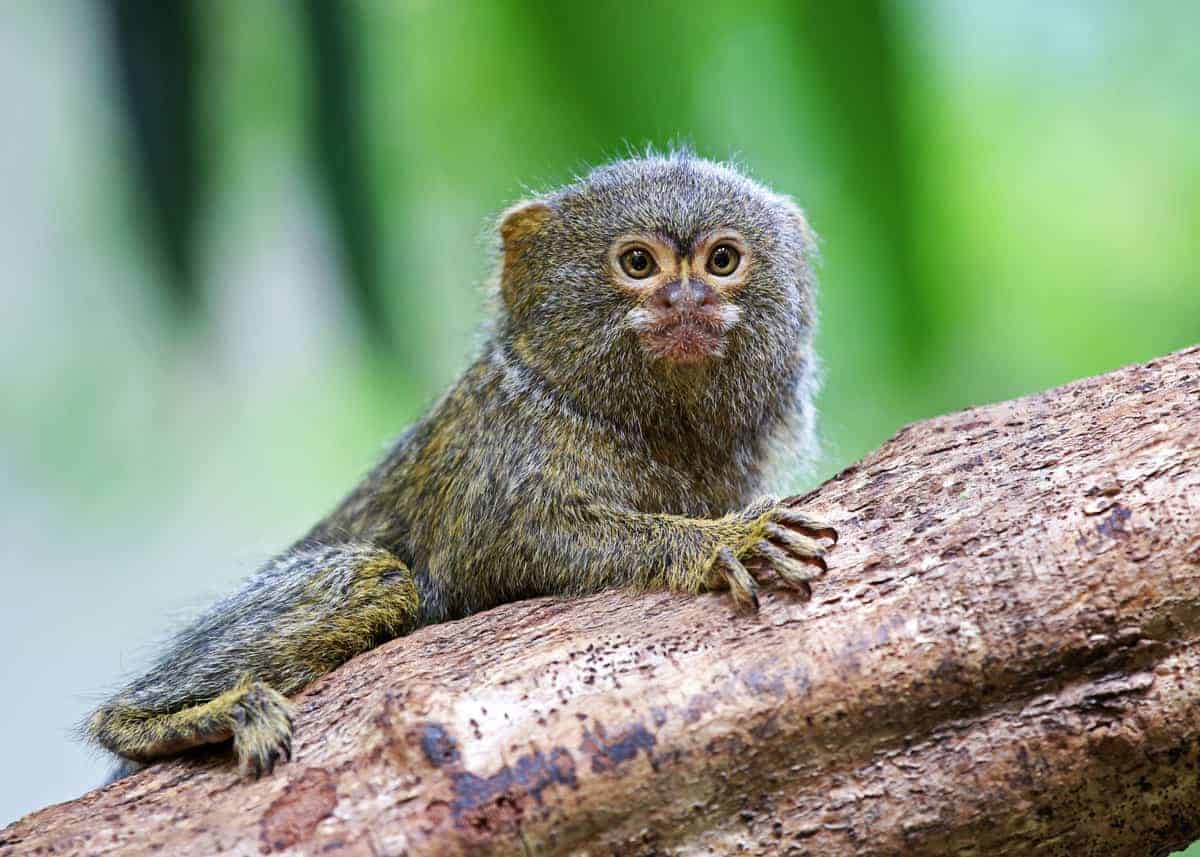 pygmy marmoset full grown