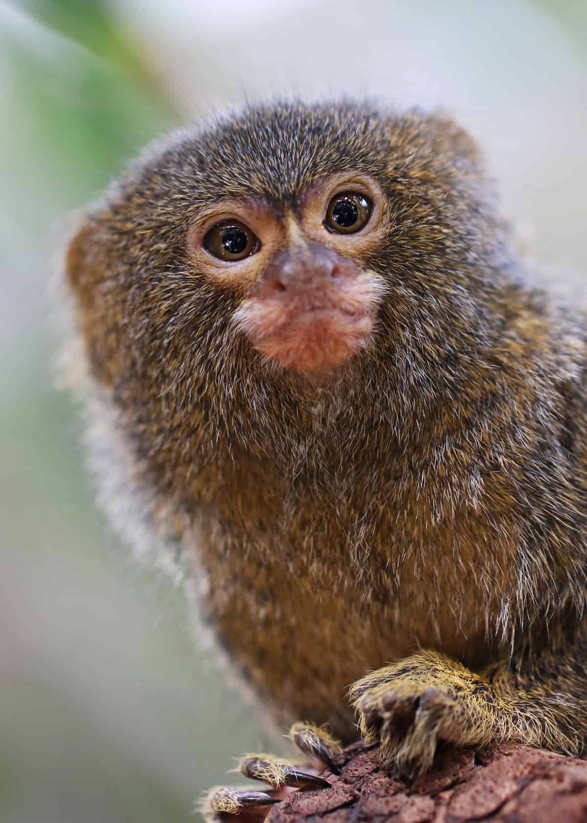 Worlds smallest monkey
