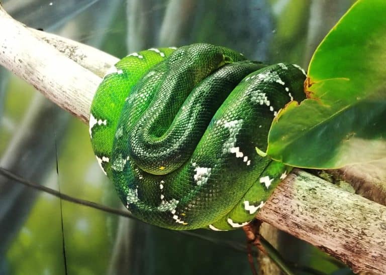 45 Emerald Tree Boa Facts (Guide to Both Species) Diet, Habitat, Babies, Photos, Pets