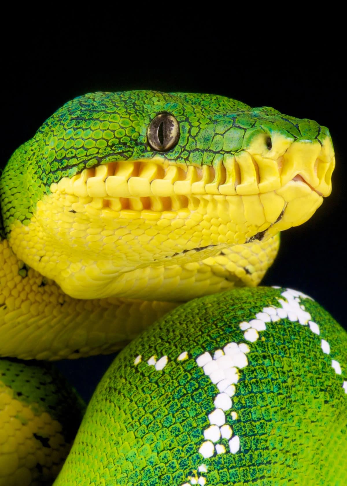 Facts about emerald green boas