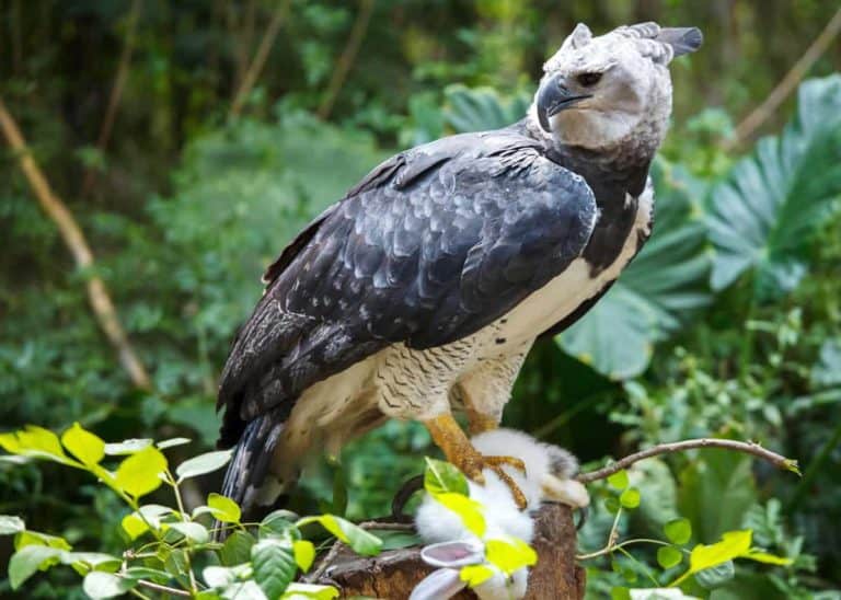 36 Harpy Eagle Facts: World’s Most Powerful Eagle (Harpia harpyja)