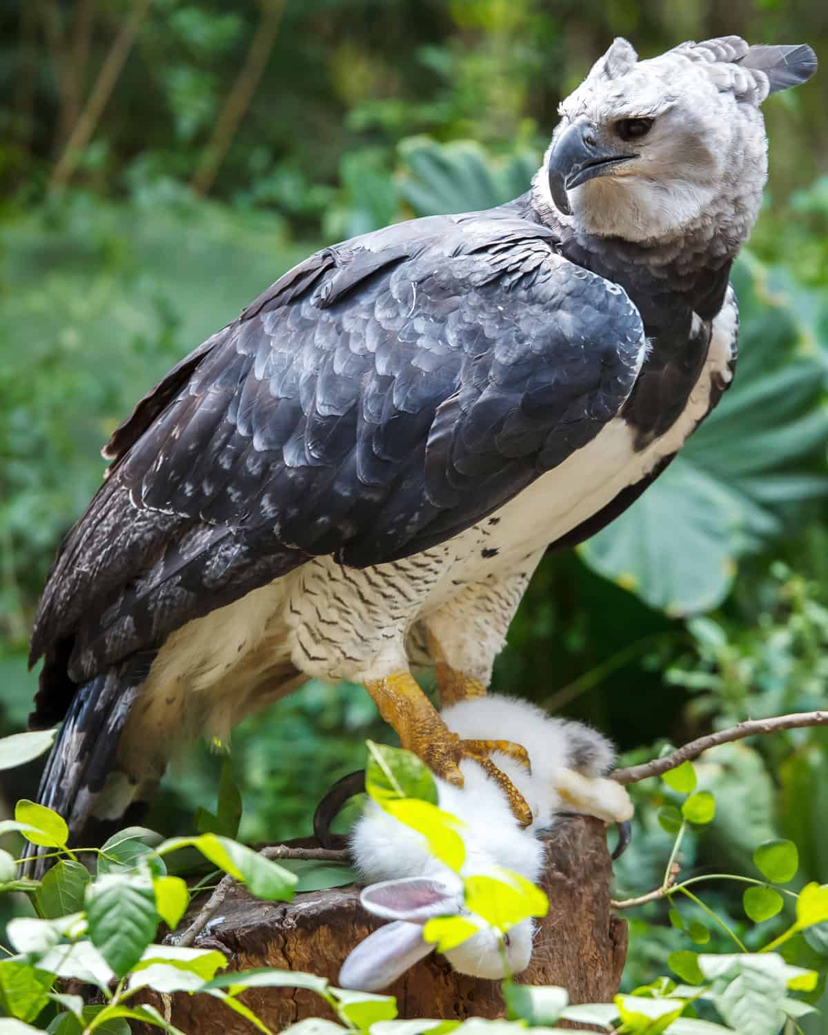 Harpy Eagle facts