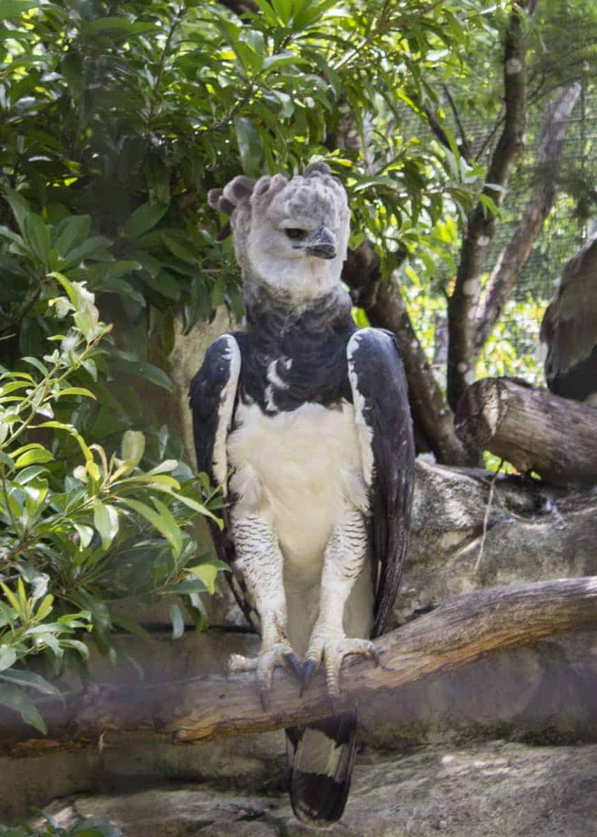 Largest Harpy Eagle