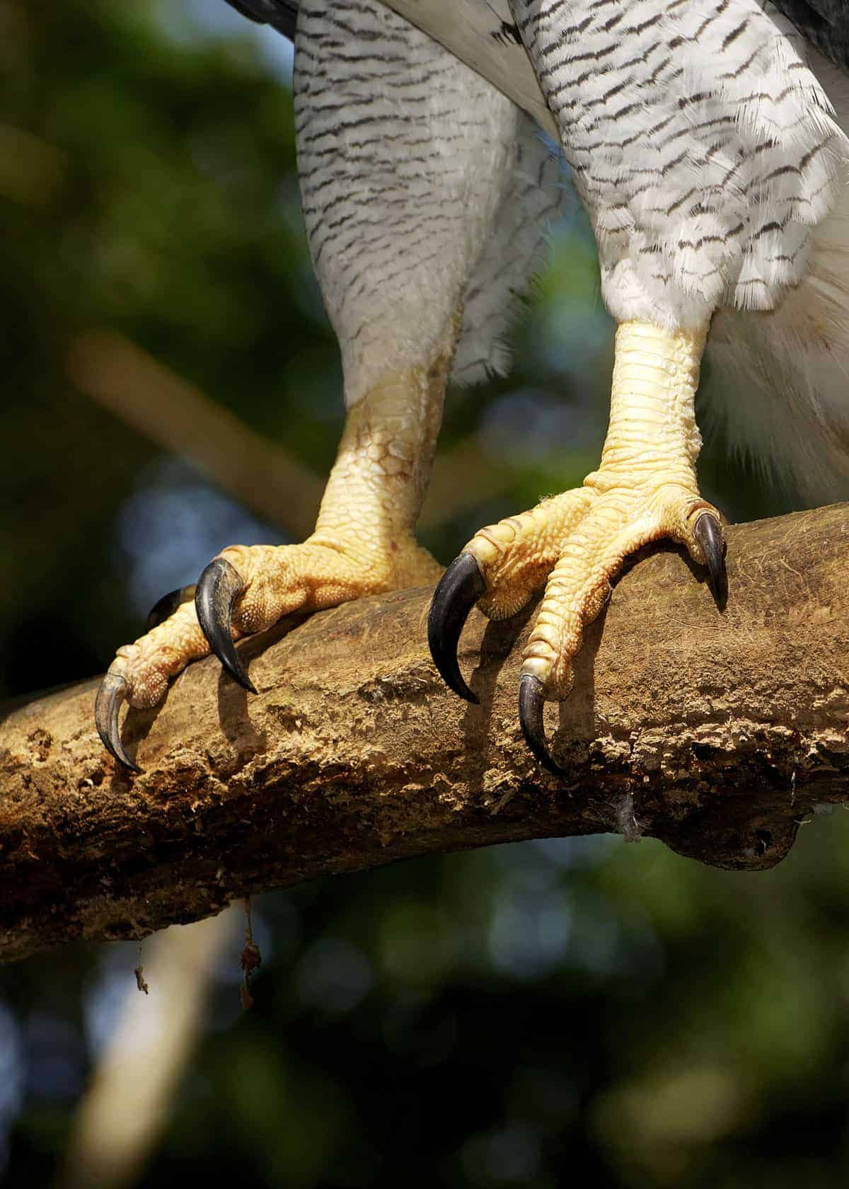 Harpy eagle size