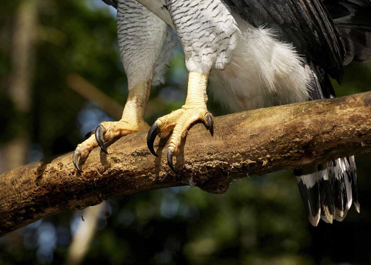 Harpy Eagle in South America