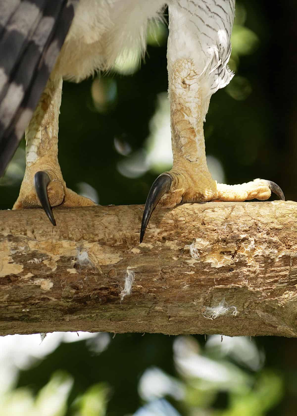 Harpy Eagle talons
