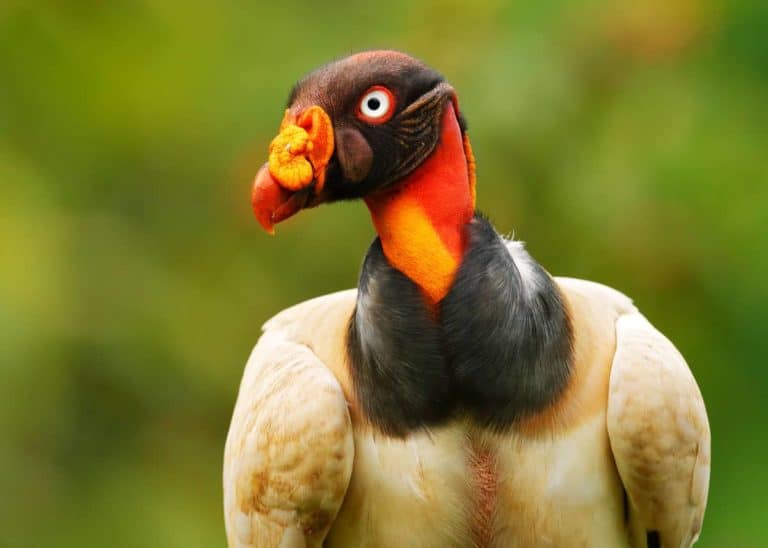 34 King Vulture Facts: World’s Most Colorful Vulture (Sarcoramphus papa)