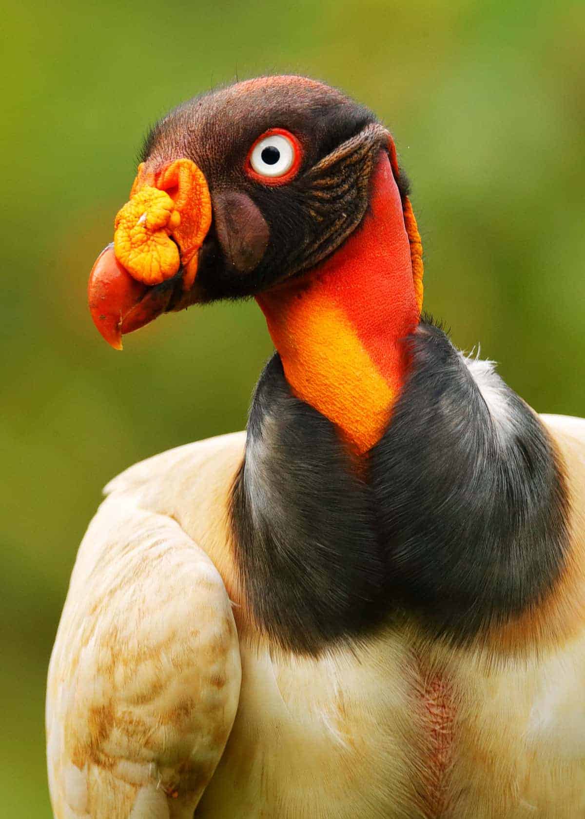 King vulture facts